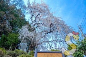 鼠石のしだれ桜