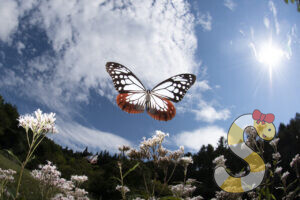 長野県の蝶