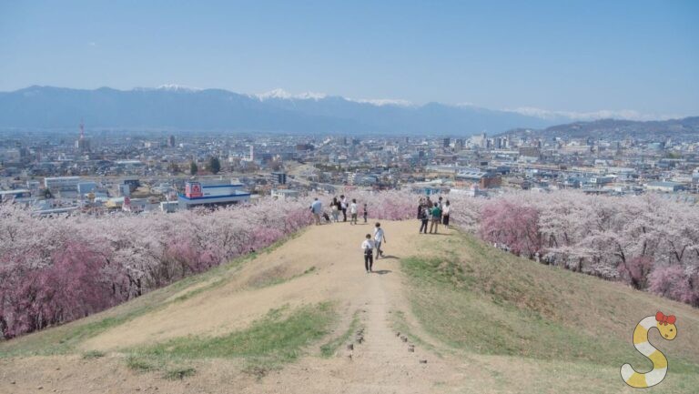 弘法山の桜｜松本市