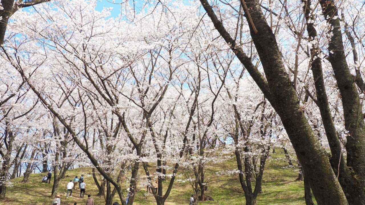 弘法山の桜｜松本市