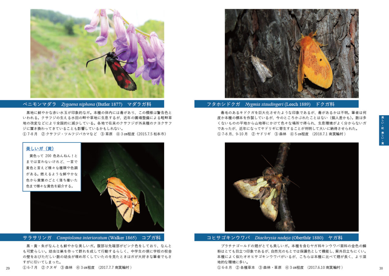 長野県のステキな蛾100