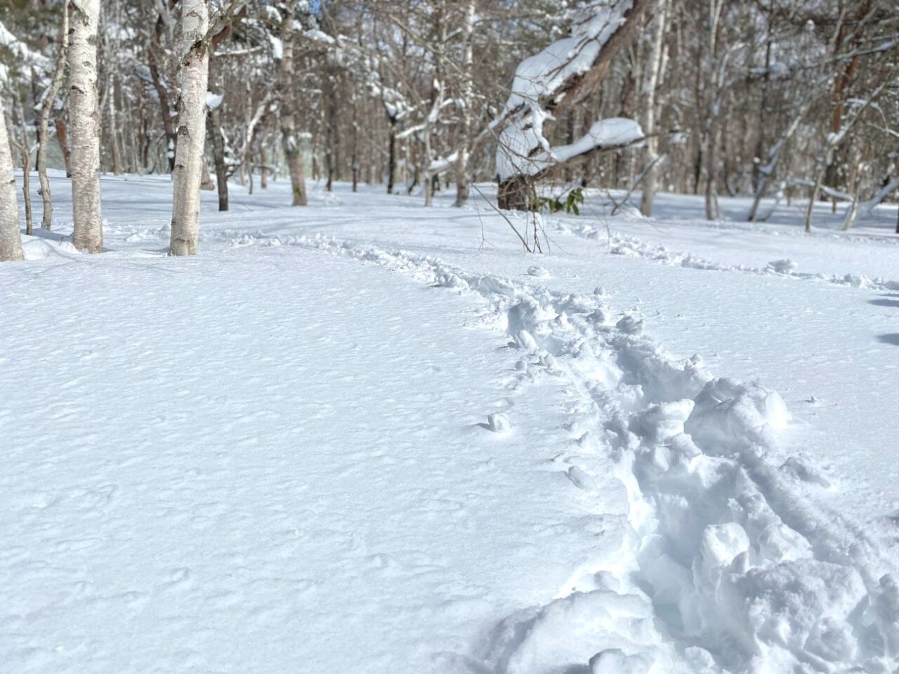 スノーシューで歩く冬の「大笹街道」｜大自然と歴史を感じる街道歩きを体験！須坂市
