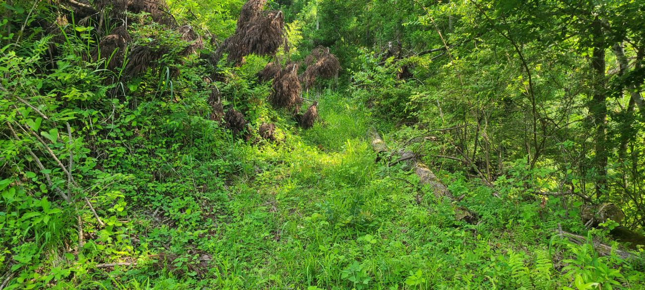 【大鹿村】歴史の道「秋葉古道」を歩いてみた