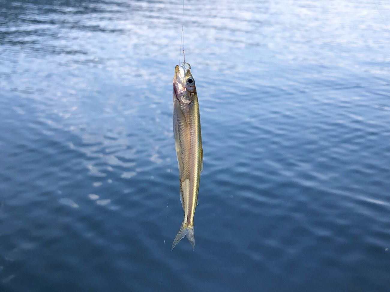 木崎湖のアクティビティ！手軽に挑戦できるワカサギ釣りがおすすめ！大町市