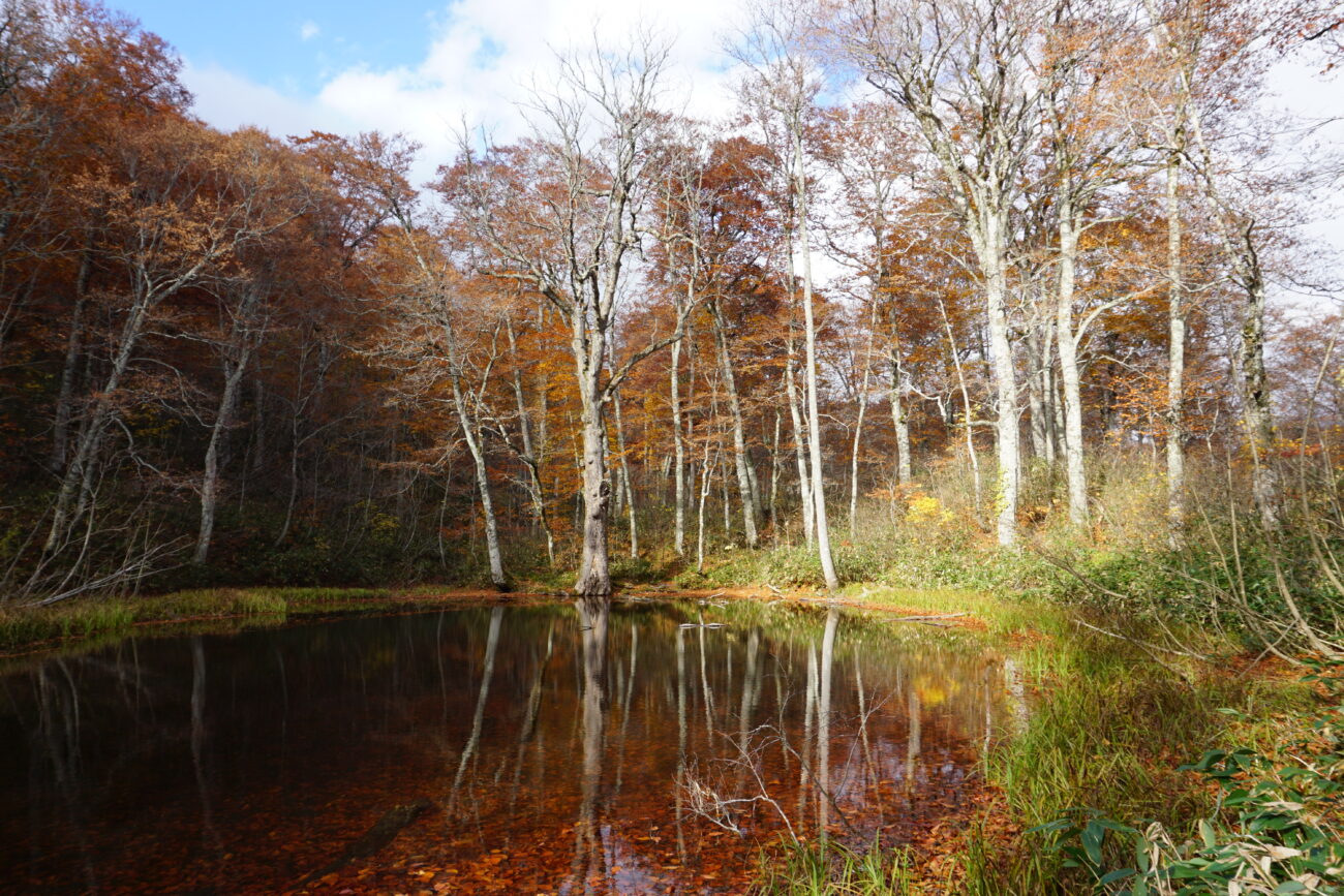奥裾花渓谷と奥裾花自然園(提供:鬼無里観光振興会さま)