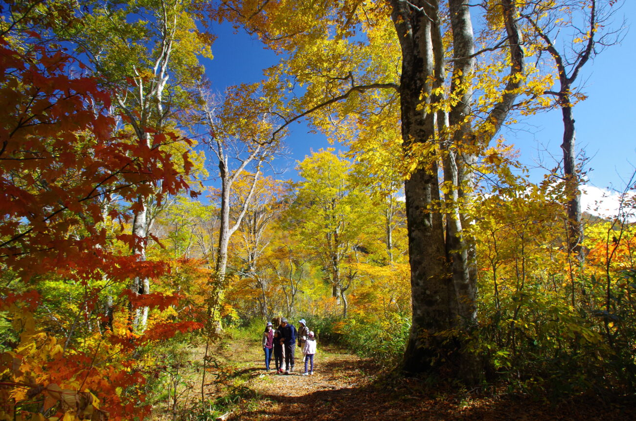 奥裾花渓谷と奥裾花自然園(提供:鬼無里観光振興会さま)